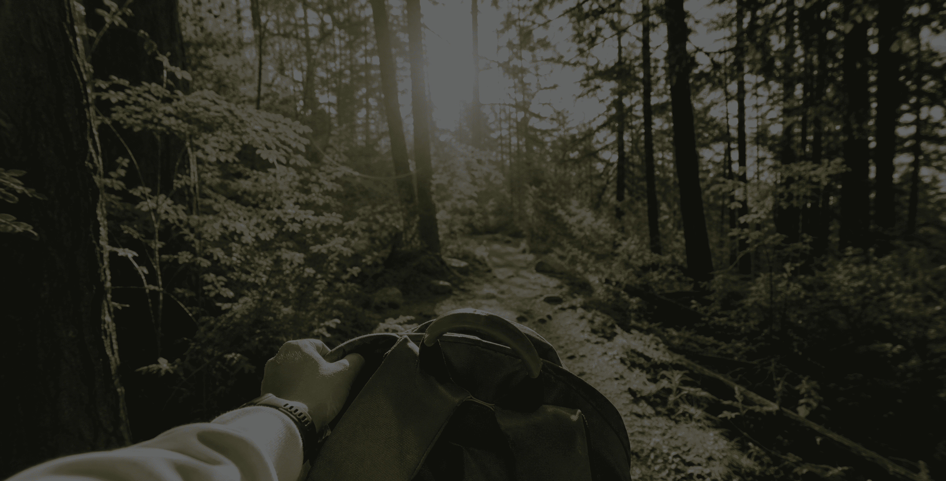 A backpack resting in a sunlit forest